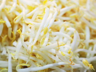 Close up pile of pale yellow white clean raw fresh long bean sprout from Thai local traditional noodle stall stand shop