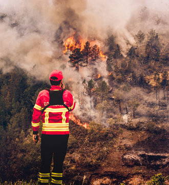 Fire in Forest