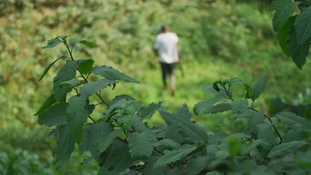 Man clearing a field