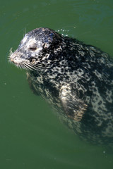 Naklejka premium Seal at Fishermans Wharf, Victoria, BC, Canada