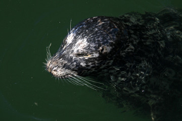 Seal at Fishermans Wharf, Victoria, BC, Canada
