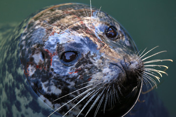 Seal at Fishermans Wharf, Victoria, BC, Canada