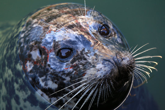 Seal At Fishermans Wharf, Victoria, BC, Canada