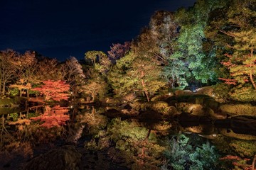 白鳥庭園　ライトアップ
