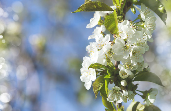 Beautiful pear blossom in spring time over blue sky.