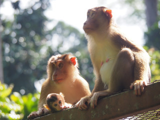 Pig-tailed macaque, or monkeys with baby, in Malaysia