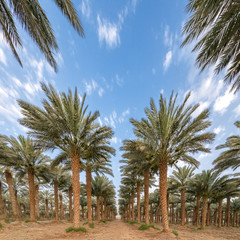 Obraz premium Plantation of date palms - tropical agriculture in the Middle East