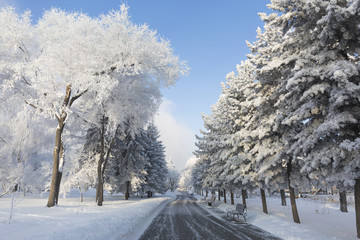Winter forest with trees covered snow. White frost park landscape.
