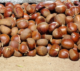 Obraz premium Fresh Sprouting Chestnuts