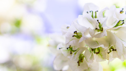 Beauty White Flower for background 