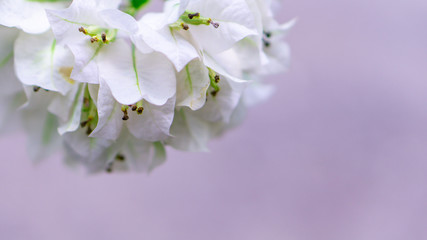Beauty White Flower for background 