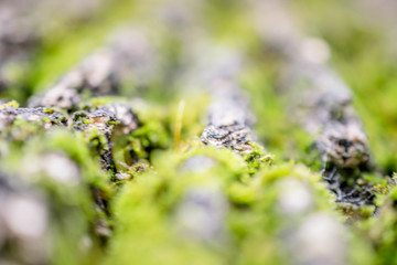 mossy tree