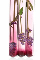 Lavender extract. Aroma of lavender. Lavender flower in laboratory flask  on white background.Natural Herbal Cosmetics
