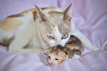 Fototapeta na wymiar Kitten cat baby and mother cat animal