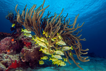 Fototapeta na wymiar Underwater Cozumel