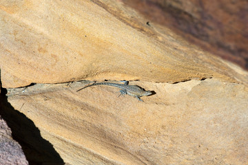 Desert Spiny Lizard
