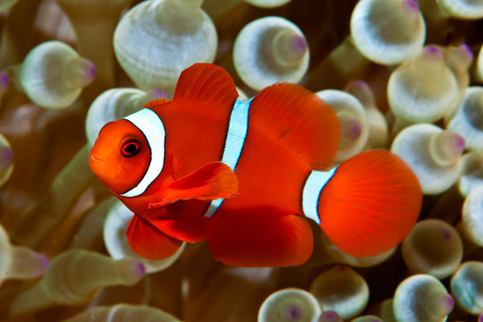 Spinecheek Anemonefish