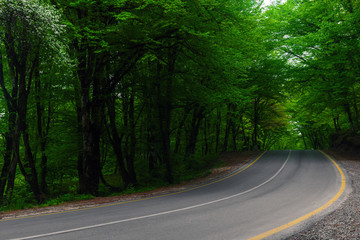 Road through the green forest