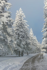 Winter forest with trees covered snow. White frost park landscape.