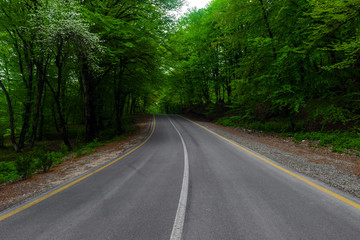Fototapeta na wymiar Road through the green forest