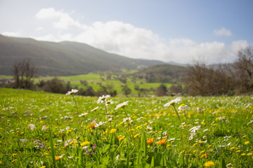 green grass and colorful wildflowers daisies in meadow