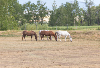 Naklejka na ściany i meble Brown and white horses grazing on the ground.