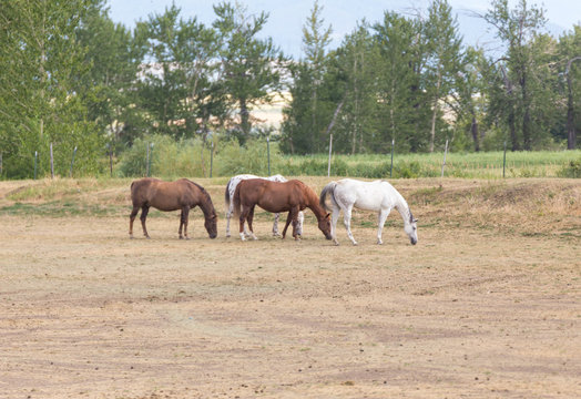 Brown and white horses grazing on the ground.