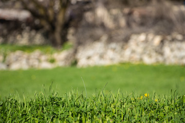 green grass background