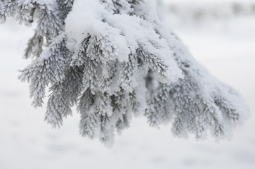 Snow-cowered fir branches. Winter blur background. Frost tree