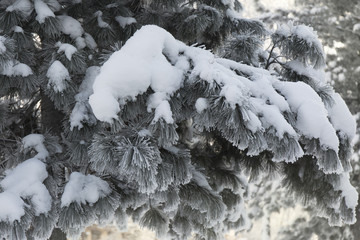 Snow-cowered fir branches. Winter blur background. Frost tree