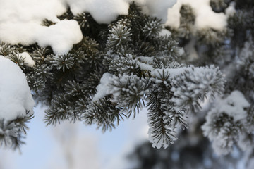 Snow-cowered fir branches. Winter blur background. Frost tree