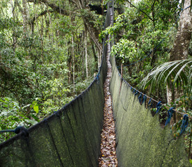 Rope bridge in amazon rain forest