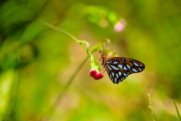 Fritillary butterfly on a pink flower