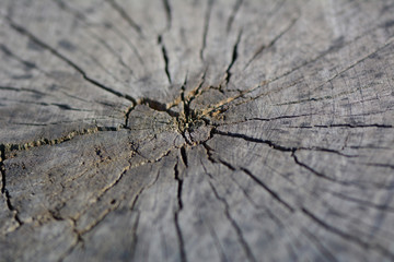  Old texture tree