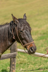 Obraz premium Horse face on a farm