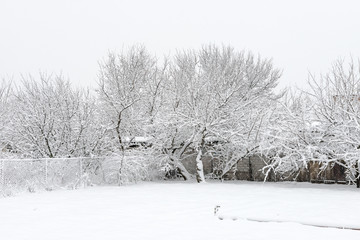 Row of snow covered trees in winter morning.