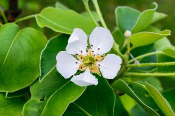 Close up View of White and Sharp an Apple Blossom in Springtime