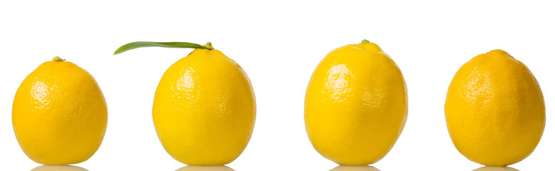 Four bright yellow lemons stand in row isolated on white