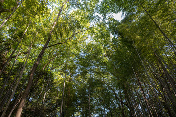 小机城の竹