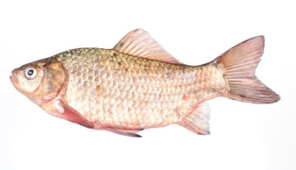 Fish crucian