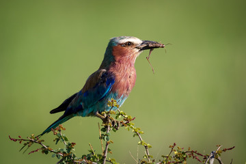 Lilac-breasted roller perched with grasshopper in beak