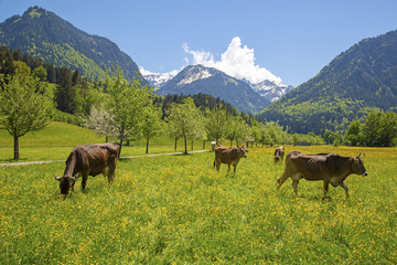 Fototapeta na wymiar Kühe - Allgäu - Frühling - Löwenzahn - Oberstdorf - Alpen