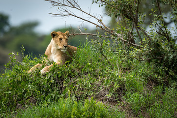Lioness looking right lying on grassy mound