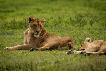 Fototapeta na wymiar Lioness lying on grass looks at another