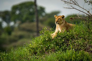 Lioness lying on grassy mound stares left