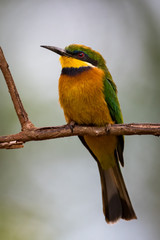 Little bee-eater perched on branch looking left