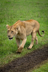 Lioness walks on grass beside muddy track