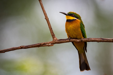 Little bee-eater standing on branch facing camera