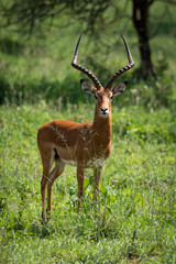 Male impala facing camera in grassy meadow