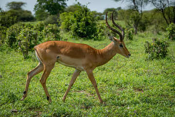 Male impala in profile walking past bushes